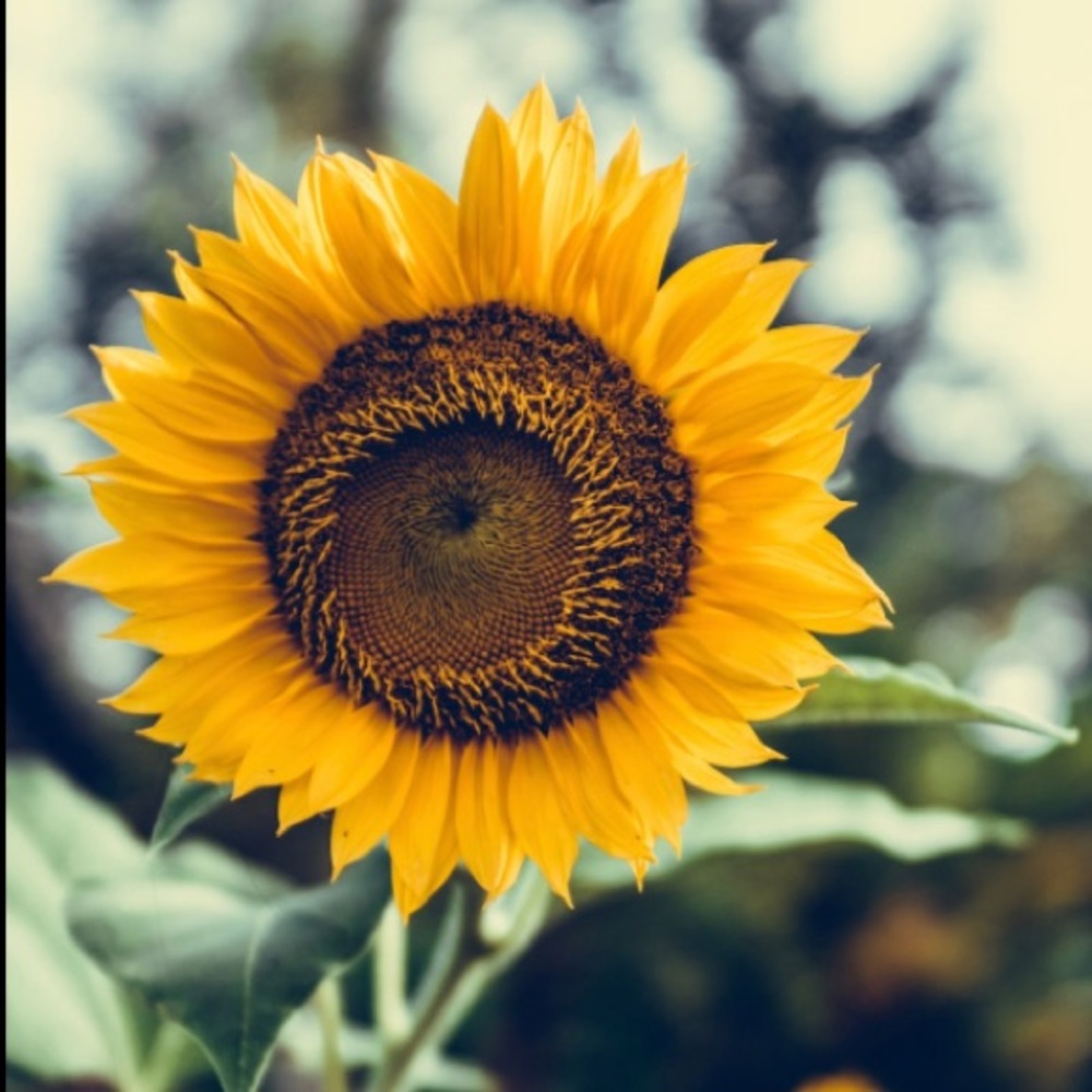 Meet your Posher, Simone